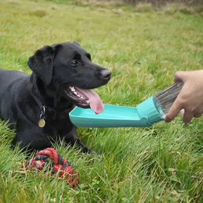 Gourde pour Chien – Hydratation facile, partout et à tout moment Chien